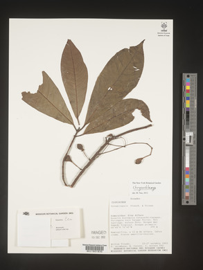 Image Associated With the Occurence