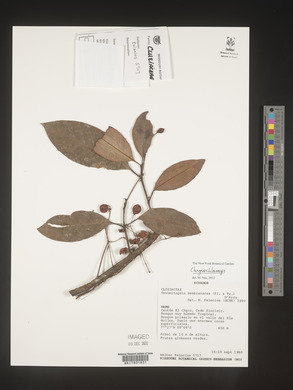 Image Associated With the Occurence