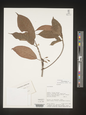 Image Associated With the Occurence