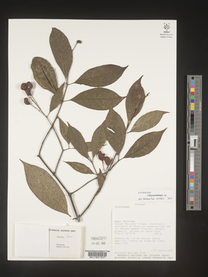 Image Associated With the Occurence