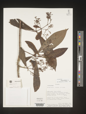 Image Associated With the Occurence
