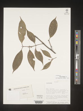 Image Associated With the Occurence