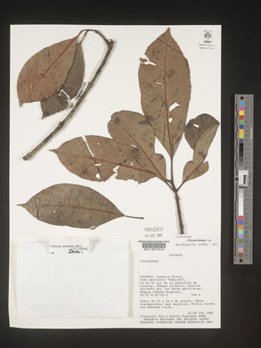 Image Associated With the Occurence