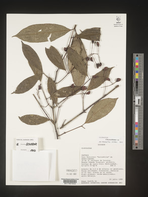 Image Associated With the Occurence