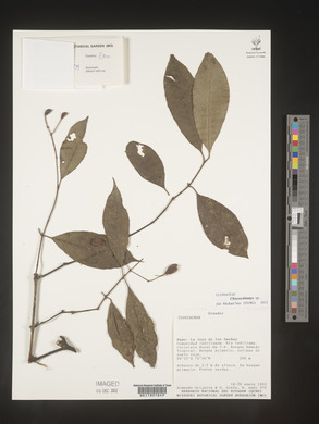 Image Associated With the Occurence