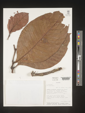 Image Associated With the Occurence