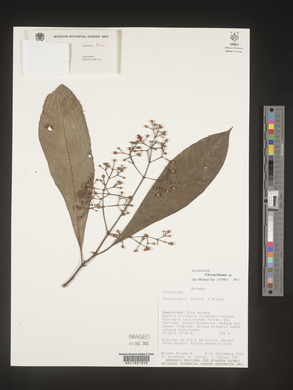 Image Associated With the Occurence