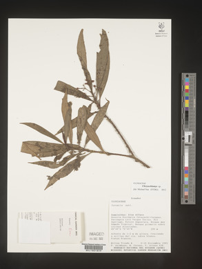 Image Associated With the Occurence