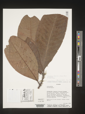 Image Associated With the Occurence