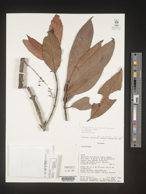Image Associated With the Occurence