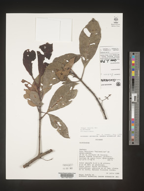 Image Associated With the Occurence