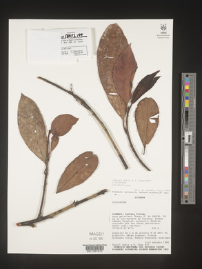 Image Associated With the Occurence