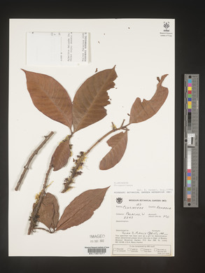 Image Associated With the Occurence