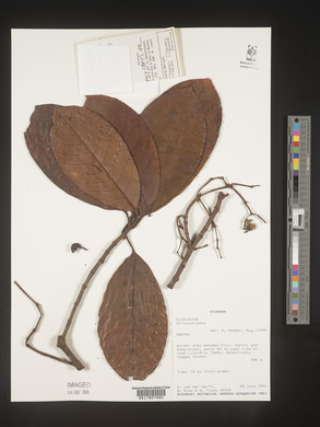 Image Associated With the Occurence