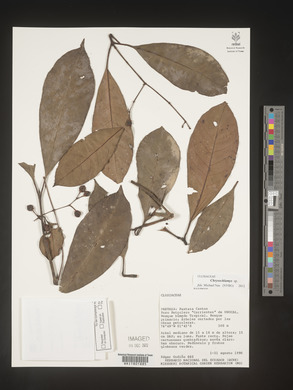Image Associated With the Occurence