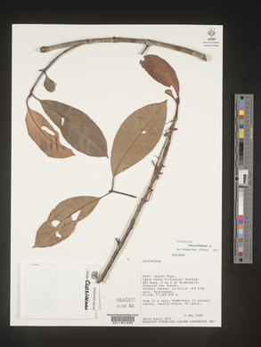 Image Associated With the Occurence