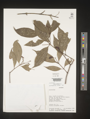 Image Associated With the Occurence