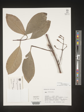 Image Associated With the Occurence