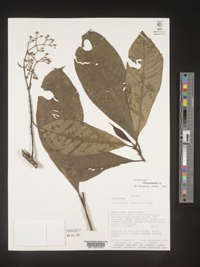 Image Associated With the Occurence