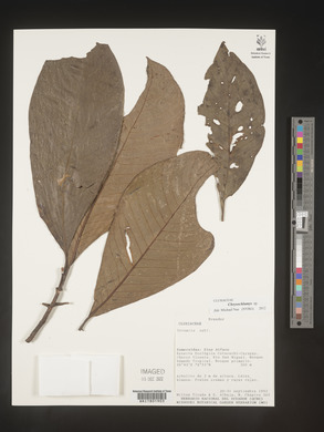 Image Associated With the Occurence