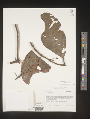 Image Associated With the Occurence