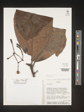 Image Associated With the Occurence
