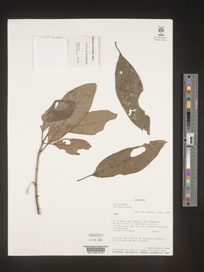 Image Associated With the Occurence