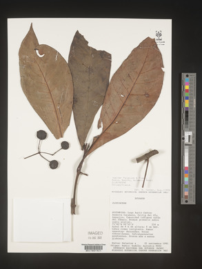 Image Associated With the Occurence