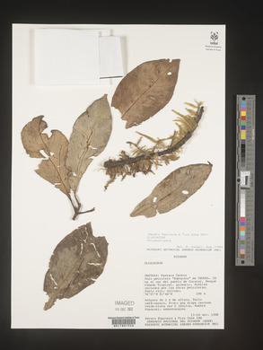 Image Associated With the Occurence