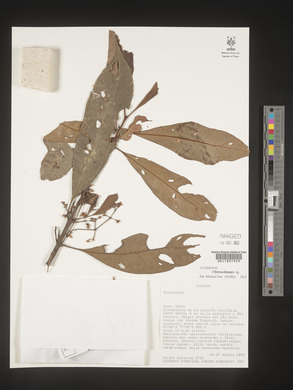 Image Associated With the Occurence