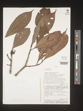 Image Associated With the Occurence