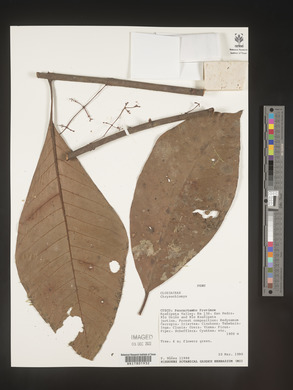Image Associated With the Occurence