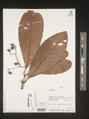 Image Associated With the Occurence