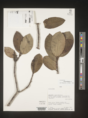 Image Associated With the Occurence