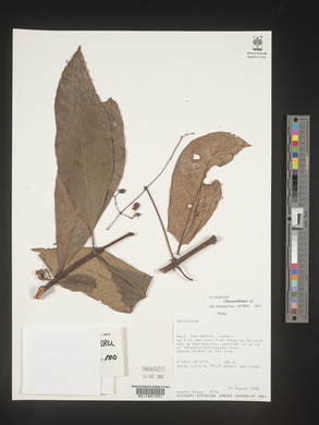 Image Associated With the Occurence