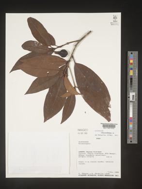 Image Associated With the Occurence
