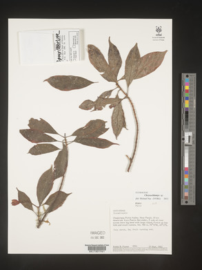 Image Associated With the Occurence