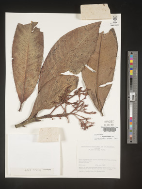 Image Associated With the Occurence