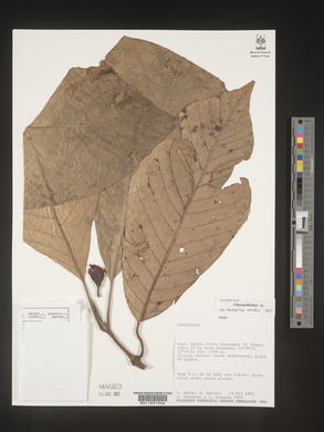 Image Associated With the Occurence