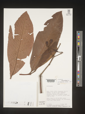 Image Associated With the Occurence