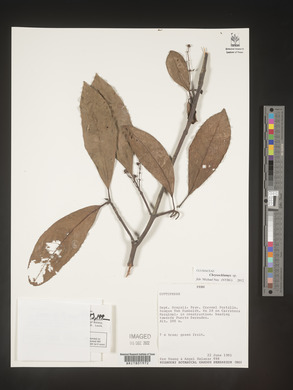Image Associated With the Occurence