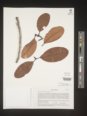 Image Associated With the Occurence