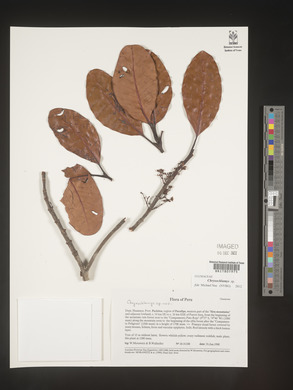 Image Associated With the Occurence