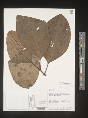 Image Associated With the Occurence