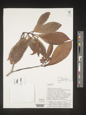 Image Associated With the Occurence