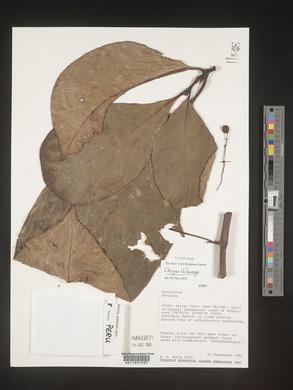 Image Associated With the Occurence