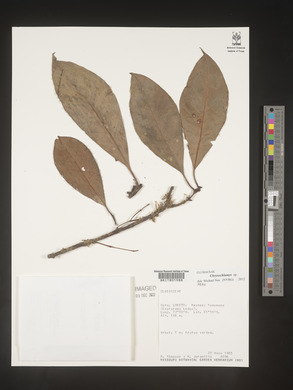 Image Associated With the Occurence