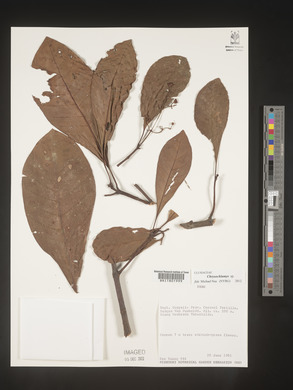 Image Associated With the Occurence