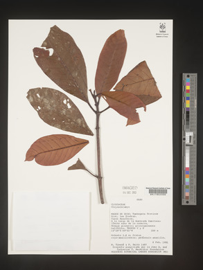 Image Associated With the Occurence