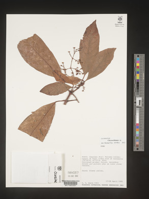Image Associated With the Occurence